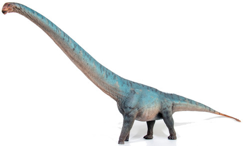 Haolonggood Mamenchisaurus - Heterochromatic - Right Side View